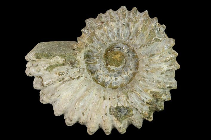 Bumpy Ammonite (Douvilleiceras) Fossil - Madagascar #134186
